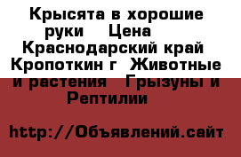 Крысята в хорошие руки. › Цена ­ 1 - Краснодарский край, Кропоткин г. Животные и растения » Грызуны и Рептилии   